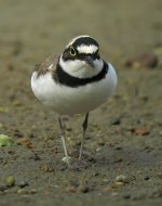 little ringed plover A640 IMG_4095.jpg