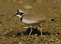 little ringed plover DSCN9950.jpg