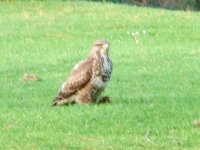 Buzzard1.jpg