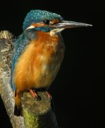 Kingfisher006.jpg