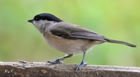 Marsh tit1.jpg