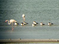 DSCN6197_Shelduck Gata 05_08.jpg