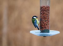 Great Tit 3 R.jpg