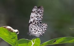 AA07 - Butterly - Ceylon Tree Nymph (Idea iasonia) 030.jpg