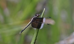 AA19 - Dragonly - Pied Parasol (Neurothemis tullia) 030.jpg