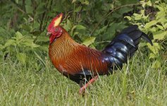 003 Sri Lanka Junglefowl 031.jpg