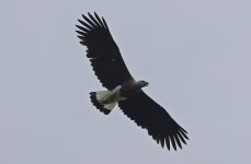 011 Grey-headed Fish-eagle 030.jpg