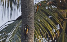 023 White-naped Woodpecker 030.jpg