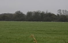 A Cattle Egret 001.jpg