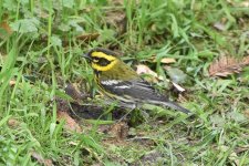Townsned's Warbler 2024-12-20.JPG