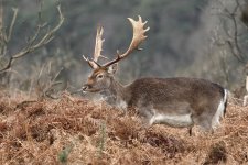 20250104 (26)_Fallow_Deer.JPG