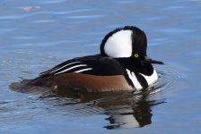 HoodedMerganser_LFx_1-5-25_5944.jpg