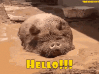 hello-hey.gif