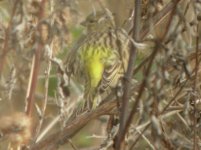 Rainham Marshes RSPB Serin 1.jpg