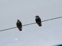 Starlings.jpg