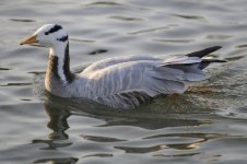 Bar-headed Goose.jpg