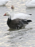 Blue Snow Goose.jpg