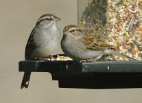 ChippingSparrow_1_24_09_1_f.jpg