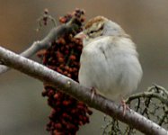 AmericanTreeSparrow_f.jpg