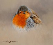 WINTER ROBIN  5 by 6 inches.jpg