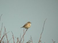 St Margarets at Cliffe Siberian Stonechat 3.jpg