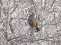 Pine Grosbeak.jpg