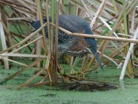 Green Heron Nokia N95 02112008023.jpg