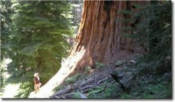 giant sequoia.jpg