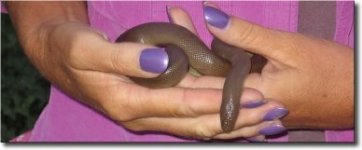 rubber boa.jpg