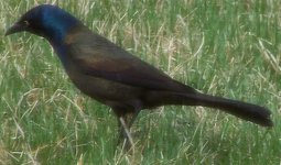 Common (Bronzed) Grackle.jpg