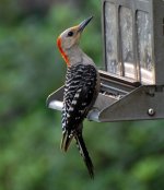 woodpecker6.jpg