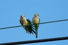 monkparakeet11-2008 (Medium).jpg