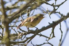 Chiffchaff 1bf.jpg