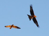 short-eared-owl-mobbing-red-kite_15341904693_o.jpg