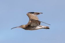 Curlew-(8)-fbook.jpg