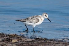 Sanderling-(5)-fbook.jpg