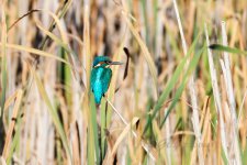 Kingfisher-(3)-fbook.jpg