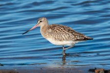 Ber-tailed-Godwit-(40)-fbook.jpg