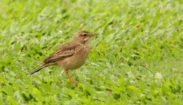 Bird-1.jpg