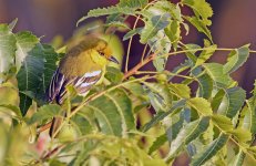Bird-3.jpg
