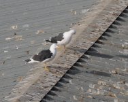LBB Gull_Torry_070325a.jpg
