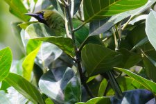 Jerdon's Leafbird.JPG