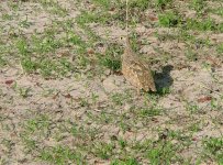 Burchell's Sandgrouse.jpg