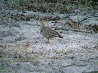 Double-banded Sandgrouse.jpg