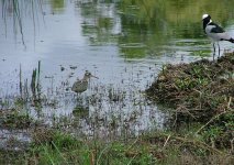 Greater Painted-snipe (f) & Blacksmith Lapwing.jpg