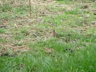 Harlequin Quail, Lake Ngami.jpg