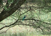 Woodland kingfisher, Lake Ngami.jpg