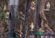 American Goldfinches (winter plummage) & Pine Siskins.JPG