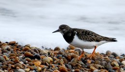 Turnstone 1 R.jpg