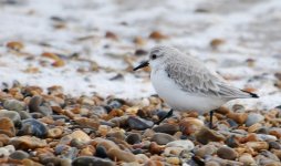 Sanderling 3 R.jpg